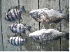 CIMG0164_sr.jpg