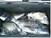 CIMG0181_sr.jpg