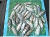 CIMG0185_sr.jpg