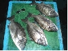 CIMG0187_sr.jpg