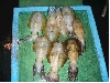 CIMG0189_sr.jpg